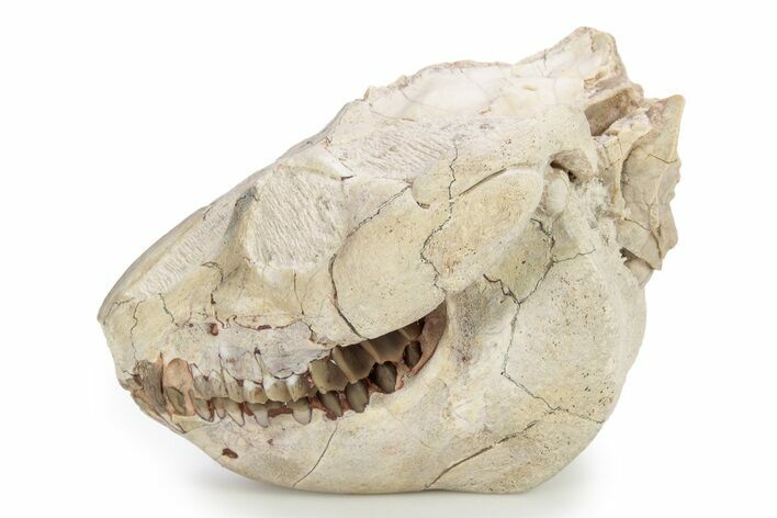 Fossil Oreodont (Leptauchenia) Skull - South Dakota #249245